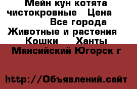 Мейн-кун котята чистокровные › Цена ­ 25 000 - Все города Животные и растения » Кошки   . Ханты-Мансийский,Югорск г.